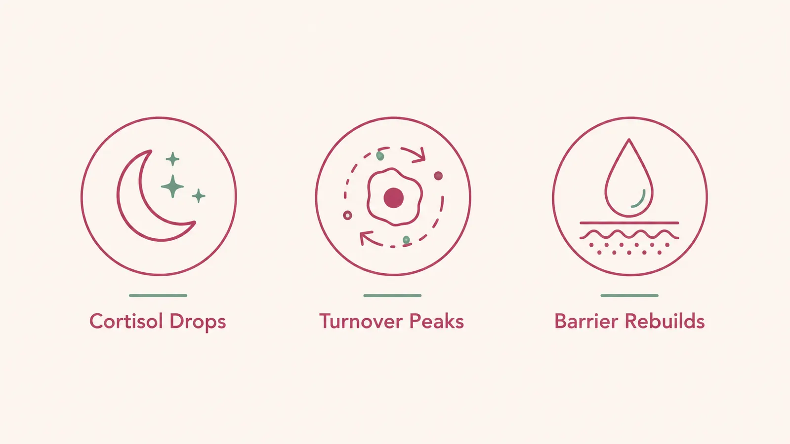 Simple flat-lay diagram showing the skin repair cycle at night: cortisol drops, cell turnover rises, moisture barrier rebuilds